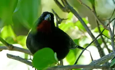 AnseChastanet-Birdwatching-02