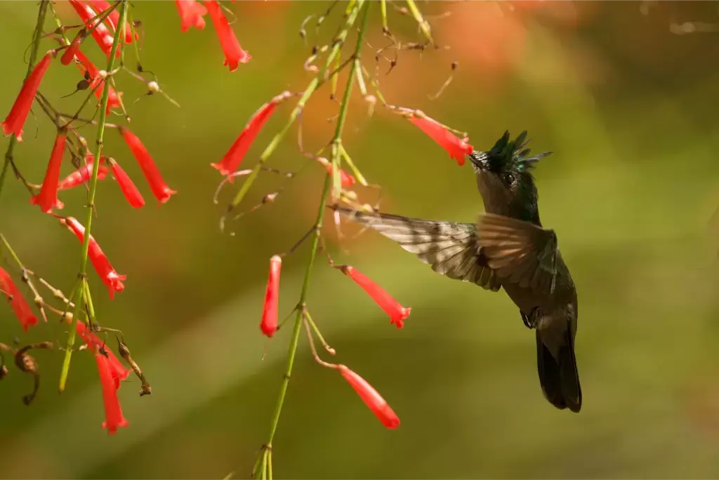 birding in guyana tour