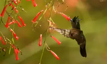 birding in guyana tour