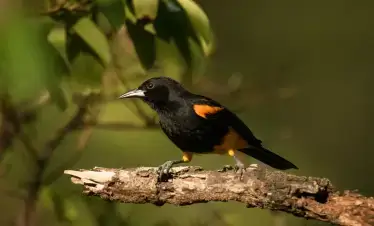 AnseChastanet-Birdwatching2