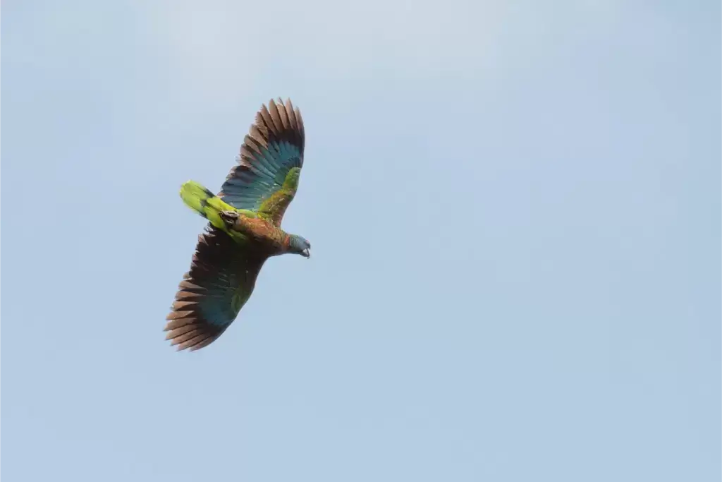 AnseChastanet-Birdwatching4
