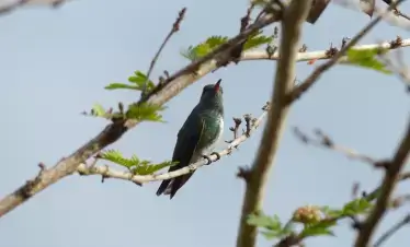 Glittering-throated Emeral Hummingbird2