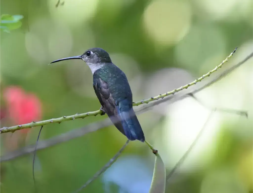 Green-bellied Hummingbird