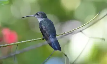 Green-bellied Hummingbird