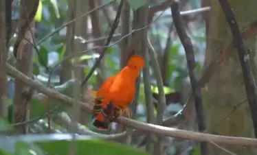 Guianan cock-of-the-rock (Rupicola rupicola)