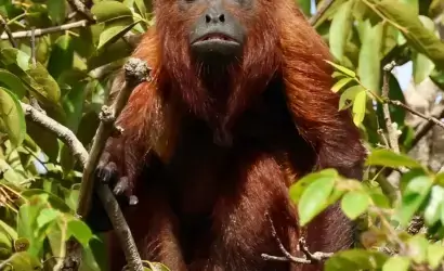 Red Howler Monkey