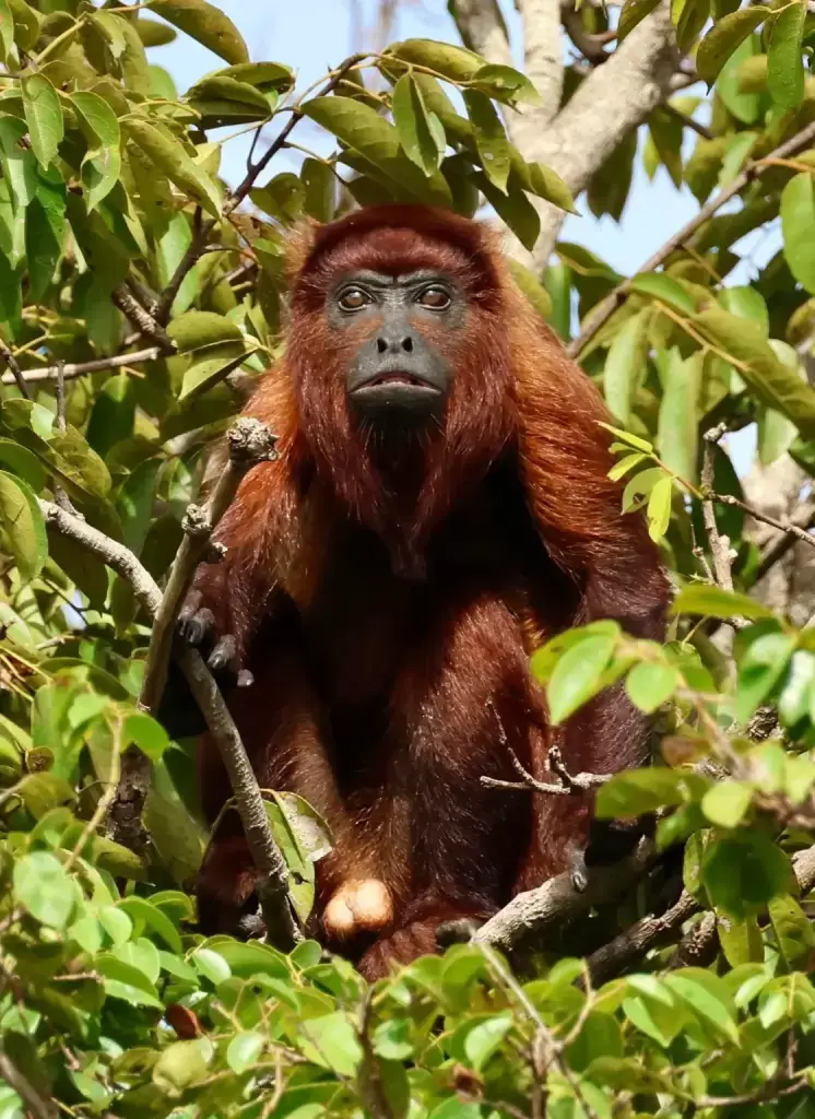 Red Howler Monkey