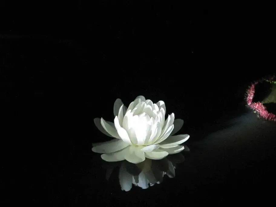 Water Liliy