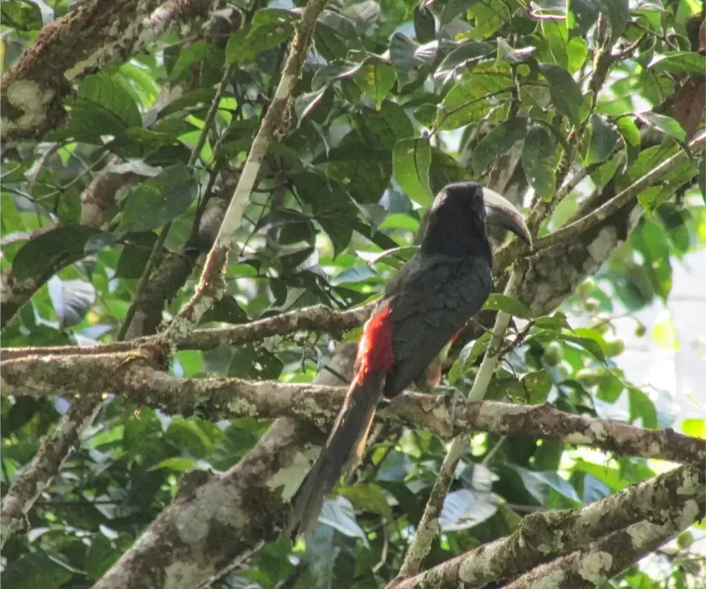 birding tour in guyana