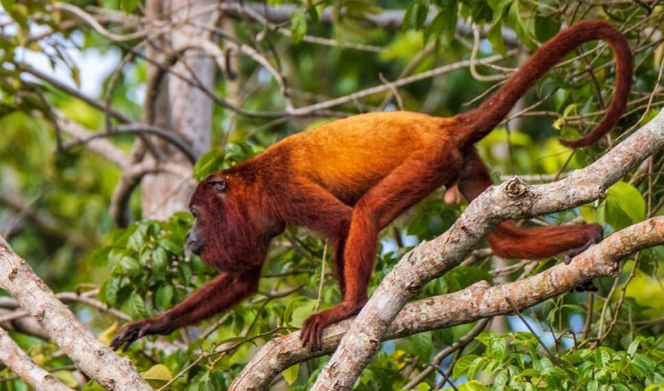 red howler monkey