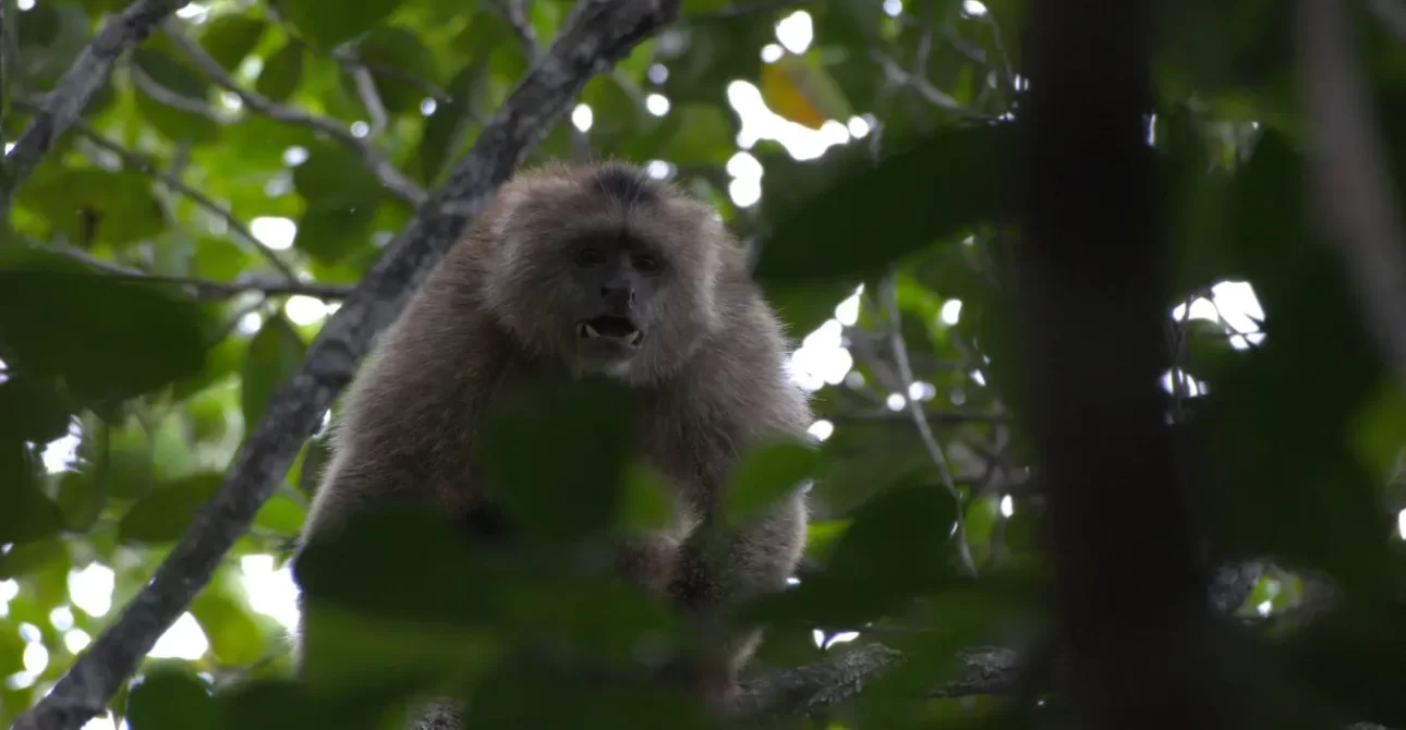 Atta-Rainforest-Lodge-Wildlife-1