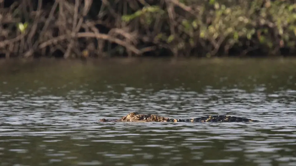 Caiman-HOuse-2