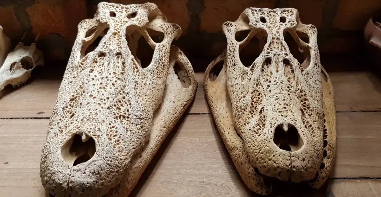 Caiman-HOuse-New-7