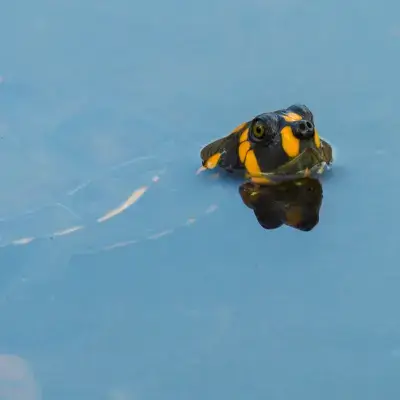 River-Turtle