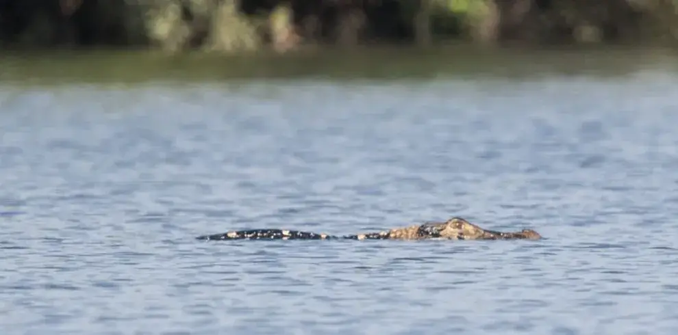 black caiman