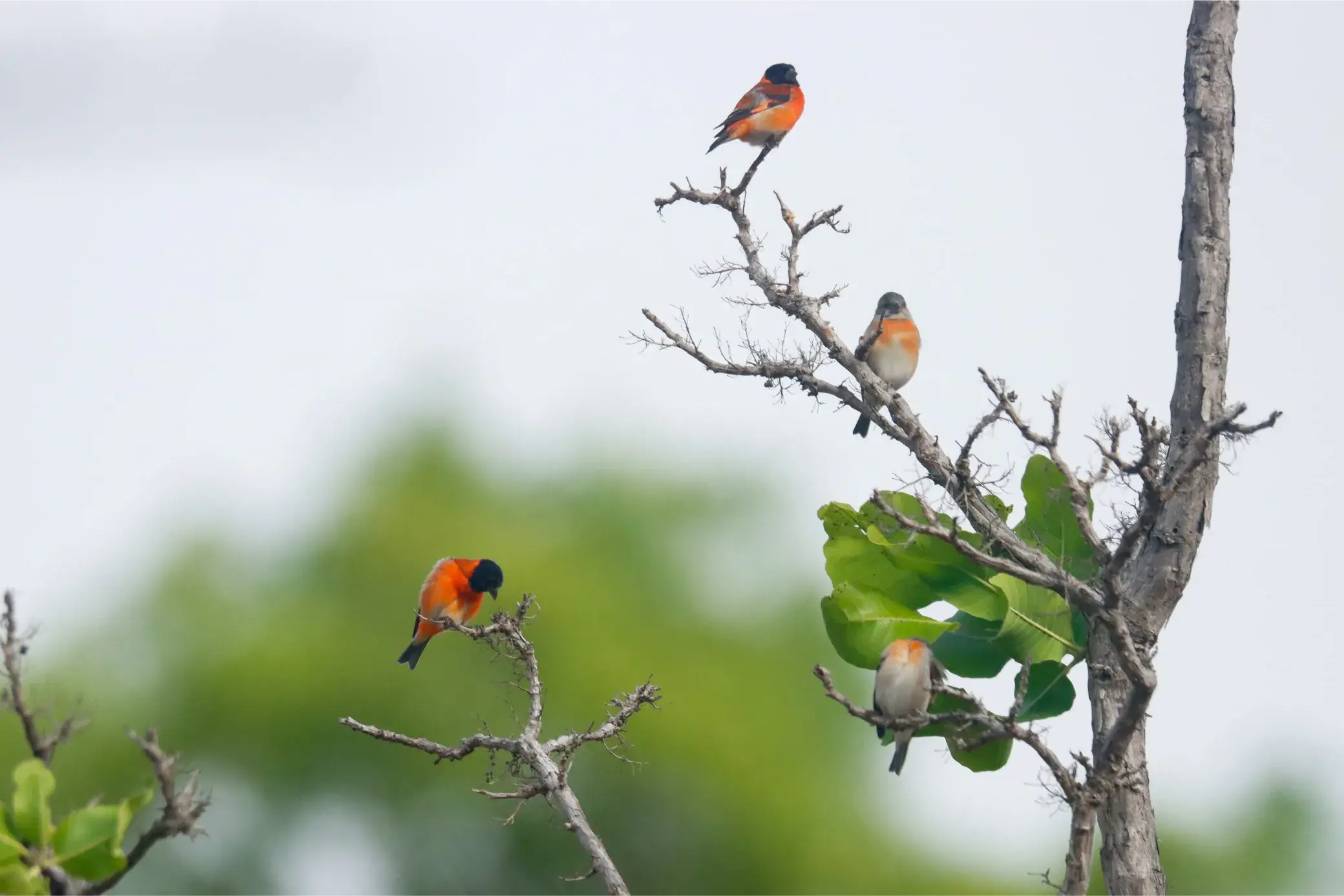 red siskin guyana