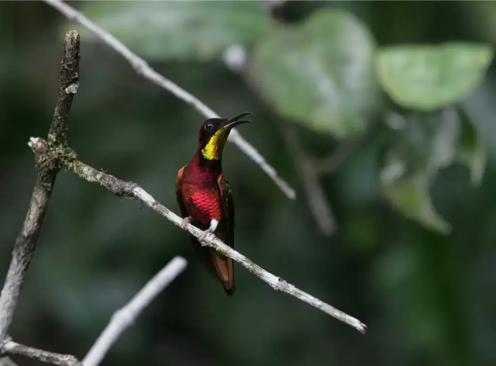 wildernessexplorers-birds-guyana223
