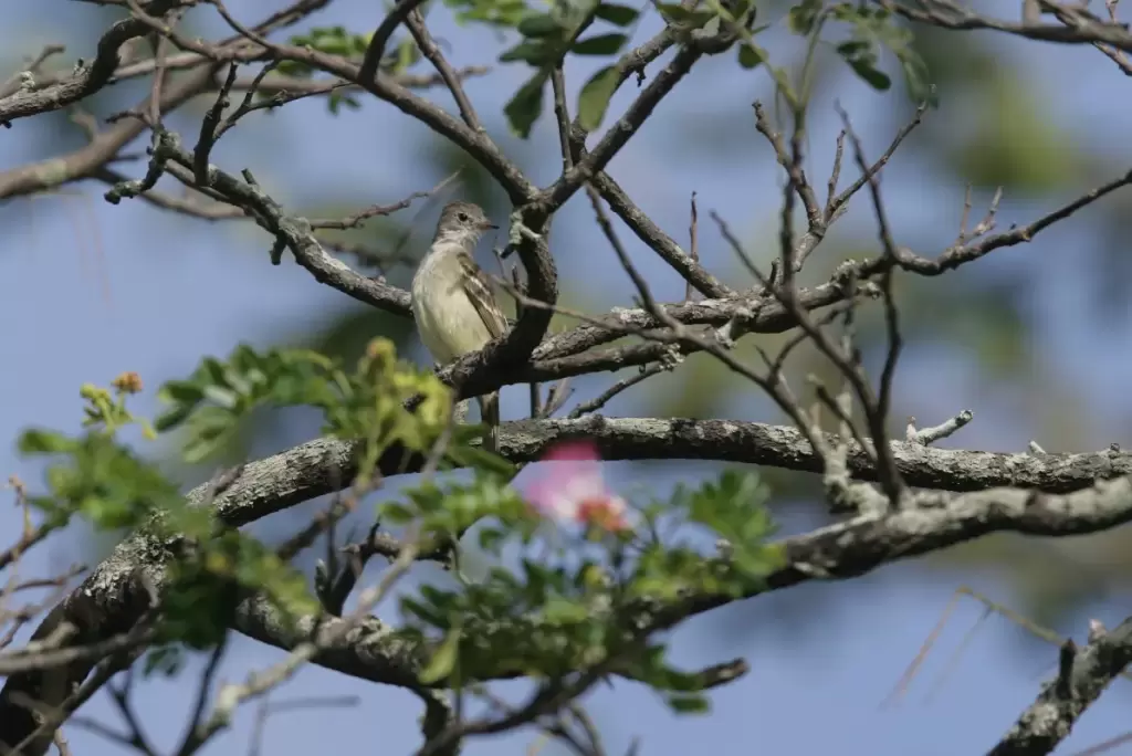 wildernessexplorers-birds-guyana350