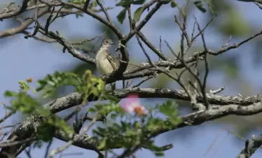 wildernessexplorers-birds-guyana350