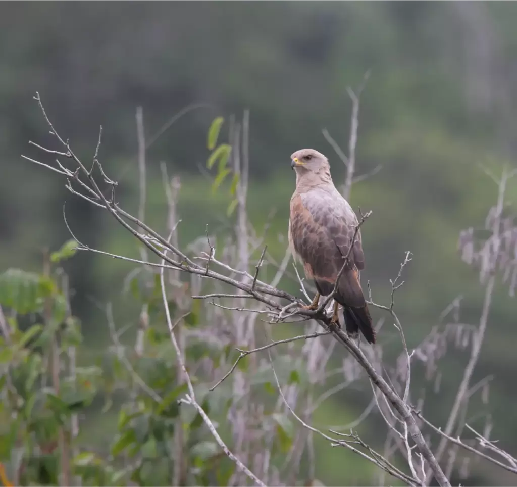 wildernessexplorers-birds-guyana525