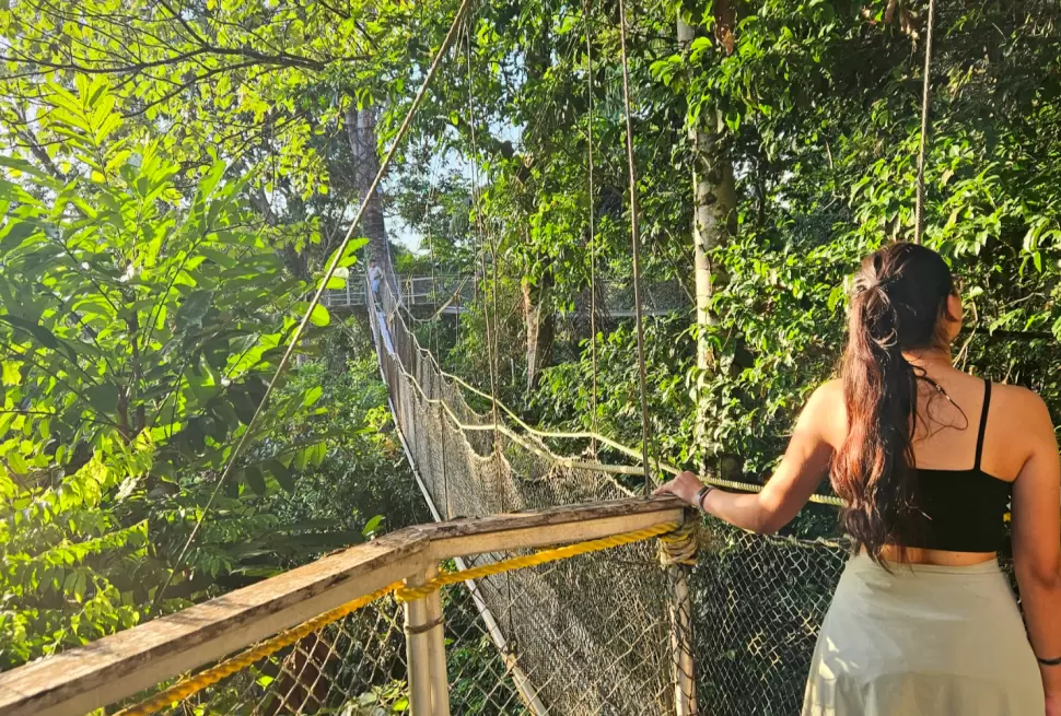 Guyana jungle rainforest